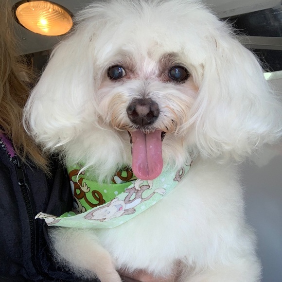 Meet your Posher, Donna - Picture 4 of 8